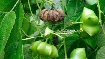 Hạt sachi – Thực phẩm đến từ thiên nhiên, mang lại sức khỏe toàn diện