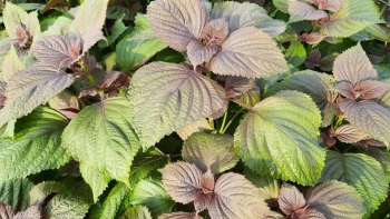 Tô ngạnh - Vị thuốc an thai đến từ tía tô