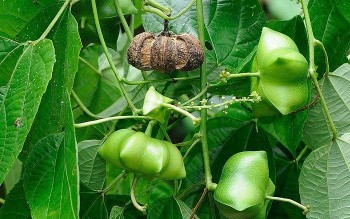 Hạt sachi – Thực phẩm đến từ thiên nhiên, mang lại sức khỏe toàn diện