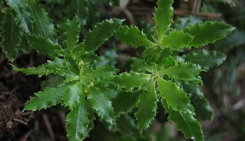 Thạch tùng răng cưa - Dược liệu quý hiếm hỗ trợ điều trị bệnh Alzheimer