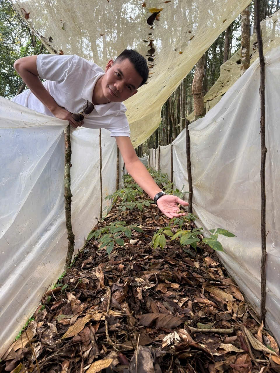 Bài 1: Nơi lưu giữ “quốc bảo” giữa đại ngàn: “Rừng nuôi sâm, sâm giữ rừng”