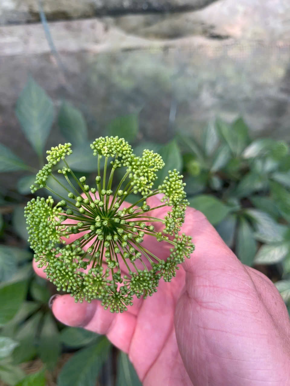 Bài 1: Nơi lưu giữ “quốc bảo” giữa đại ngàn: “Rừng nuôi sâm, sâm giữ rừng”