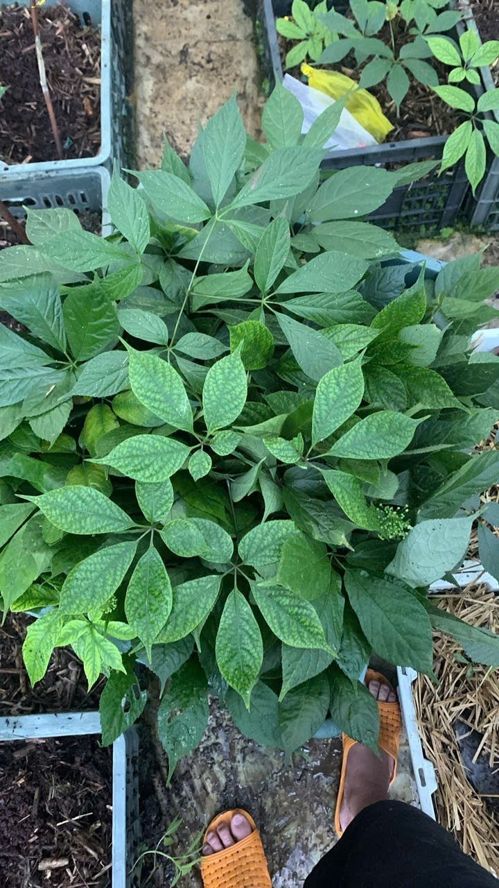 Bài 2: Nơi lưu giữ “quốc bảo” giữa đại ngàn: Thiên tai không làm nản lòng người