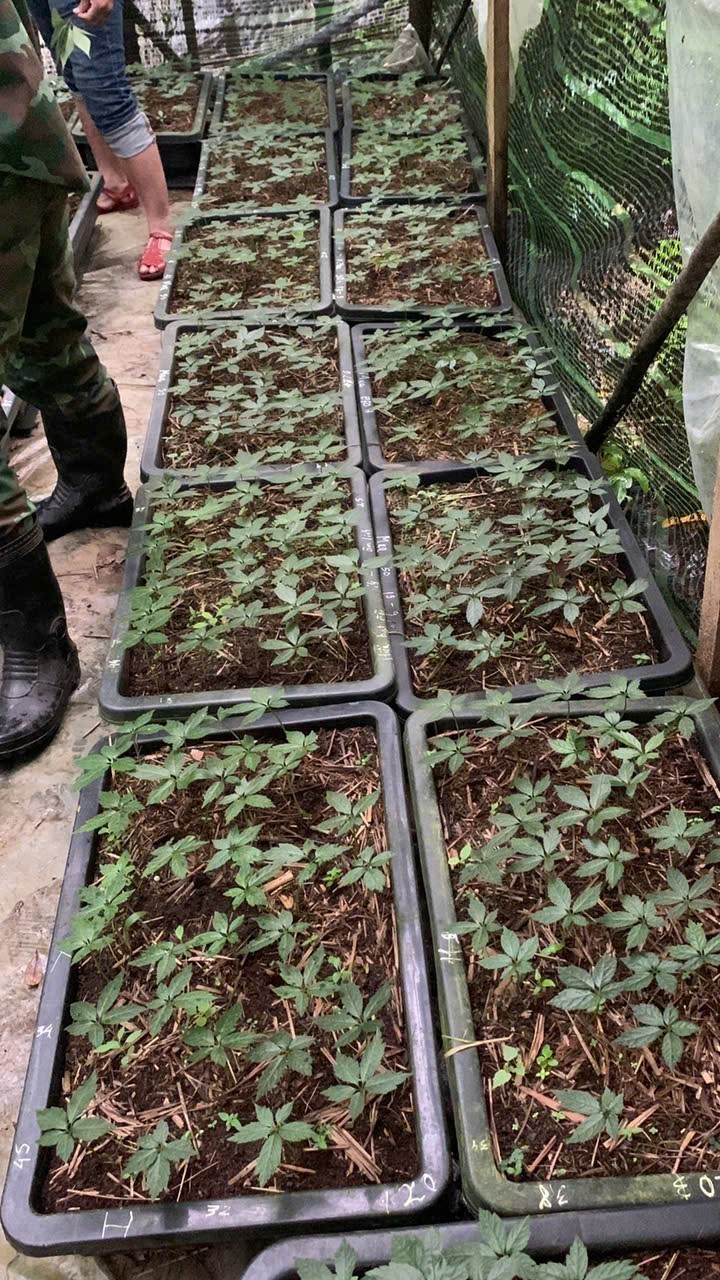 Bài 2: Nơi lưu giữ “quốc bảo” giữa đại ngàn: Thiên tai không làm nản lòng người