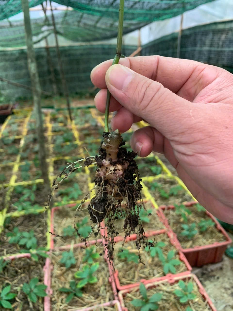 Bài 2: Nơi lưu giữ “quốc bảo” giữa đại ngàn: Thiên tai không làm nản lòng người