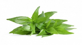 Xuyên tâm liên – “Kháng sinh xanh” trong kho tàng dược liệu Việt Nam