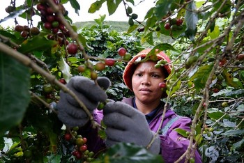 Cà phê Việt thu 8,4 tỷ USD: Kỷ lục 