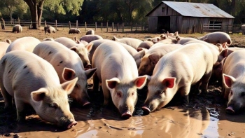 Giá heo hơi tiếp tục ổn định trên toàn quốc
