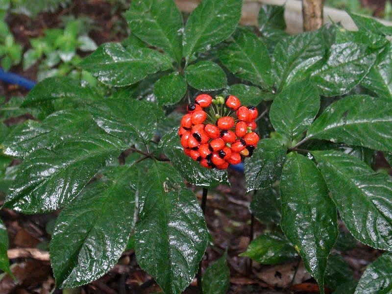 undefined Nơi lưu giữ “quốc bảo” giữa đại ngàn: Thiên tai không làm nản lòng người