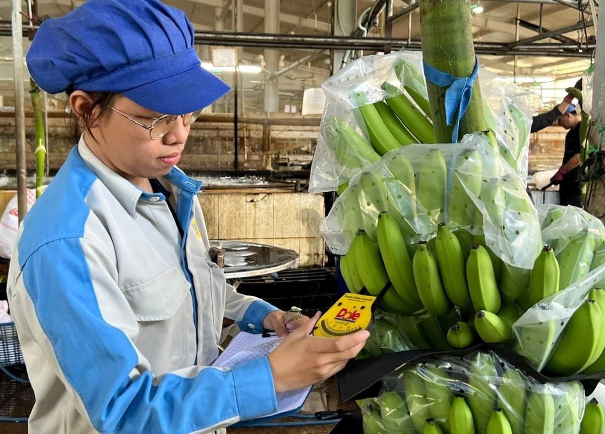 Chuối xuất khẩu ở Unifarm. Ảnh: Thanh Sơn. Chuối xuất khẩu ở Unifarm. Ảnh: Thanh Sơn.