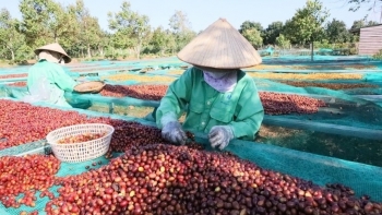 Giá cà phê hôm nay 27/10: Thị trường nội địa đi ngang, chờ đợi cú hích từ thế giới