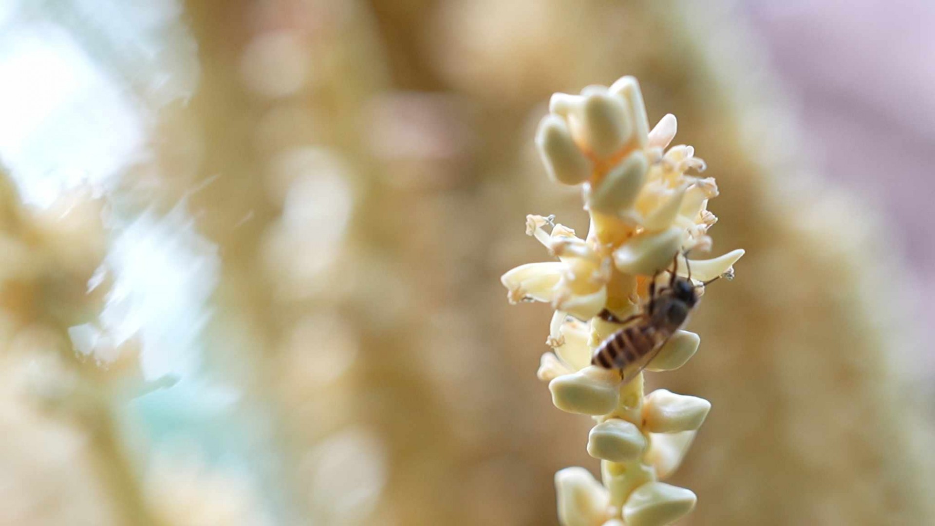 Mật ong Tín Phát: Khẳng định tinh hoa Việt từ “xứ dừa” ra thế giới