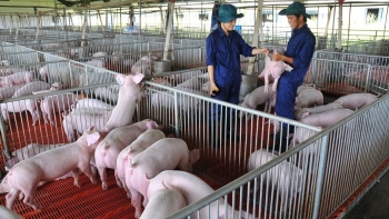 Giá heo hơi giảm nhẹ 1.000 đồng/kg tại nhiều địa phương