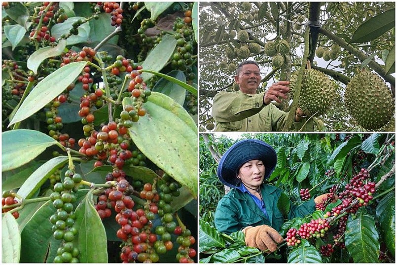 Xuất khẩu nông sản Việt bùng nổ: Cà phê đạt gần 7 tỷ, sầu riêng 2,6 tỷ USD Xuất khẩu nông sản Việt bùng nổ: Cà phê đạt gần 7 tỷ, sầu riêng 2,6 tỷ USD