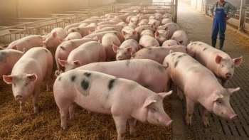 Giá heo hơi tiếp đà giảm tại khu vực miền Trung