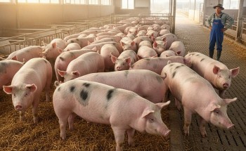 Giá heo hơi tiếp đà giảm tại khu vực miền Trung