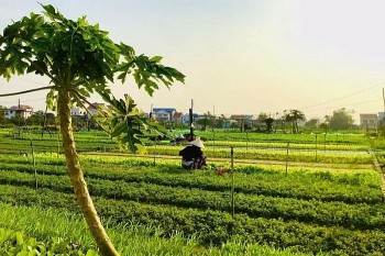 Làng rau Trà Quế: Di sản xanh của du lịch toàn cầu