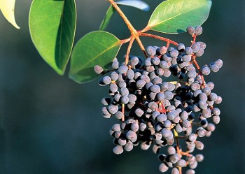 Nữ trinh tử - "Thần dược" cho sức khỏe xương khớp và thị lực