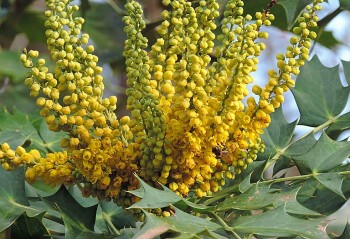 Hoàng liên ô rô – "Thần dược" tự nhiên trong y học cổ truyền Việt Nam