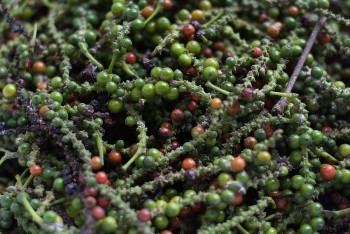 Giá hồ tiêu hôm nay 30/10: Đồng loạt tăng tốc, thị trường trong nước sôi động trở lại