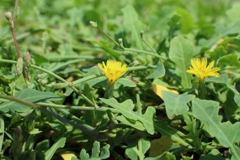 Bí mật của sa sâm: Vị thuốc quý trong y học cổ truyền trị ho khan, bổ vị