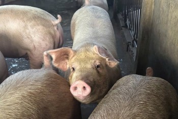 Giá heo hơi giảm nhẹ tại nhiều tỉnh thành phía Bắc