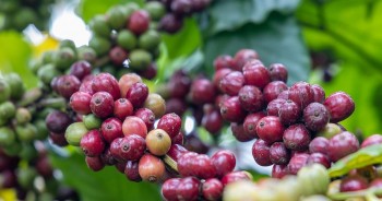 Giá cà phê hôm nay 31/10: Nguồn cung Việt Nam bị đe dọa, Robusta thế giới vượt mốc 4.600 USD