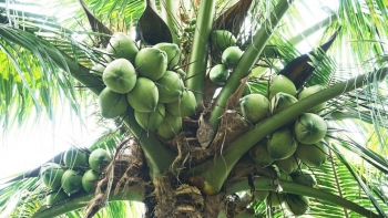 Dừa khô tăng giá, dừa tươi rớt mạnh: Tín hiệu cảnh báo thị trường