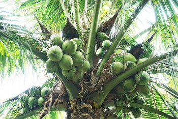 Dừa khô tăng giá, dừa tươi rớt mạnh: Tín hiệu cảnh báo thị trường