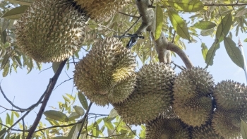 Phó thủ tướng chỉ đạo làm rõ trách nhiệm, yêu cầu xử lý khẩn tình trạng ùn ứ sầu riêng xuất khẩu