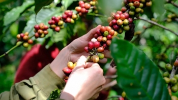 Giá cà phê hôm nay 3/11: Giao dịch trầm lắng, thị trường nội địa đi ngang chờ đợi tín hiệu mới