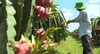 Từ ưu đãi thuế quan đến ưu thế niềm tin: Hành trình mới của nông sản Việt