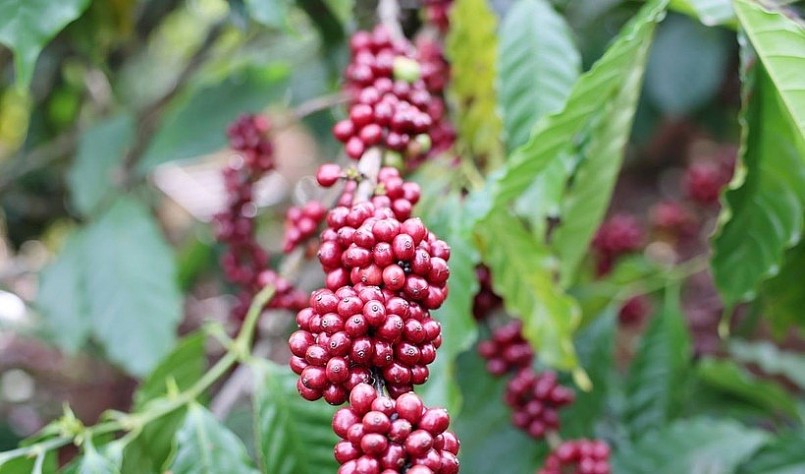 Cà phê Việt Nam lập kỷ lục xuất khẩu: Cơ hội vàng hay thách thức lớn? Cà phê Việt Nam lập kỷ lục xuất khẩu: Cơ hội vàng hay thách thức lớn?