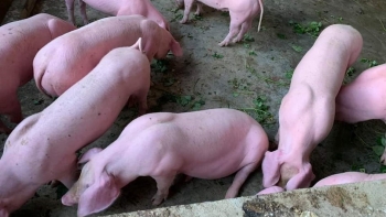 Giá heo hơi duy trì ổn định trên toàn quốc