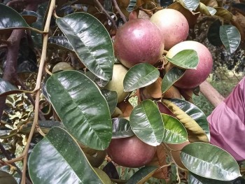 Từ vườn hữu cơ đến siêu thị Mỹ: Hành trình xanh của vú sữa Việt