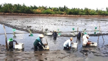 Nghịch lý tôm càng xanh An Giang: Sản xuất sạch, sản lượng lớn, vì sao lợi nhuận mỏng?