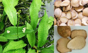 Trạch tả - Dược liệu quý trong y học cổ truyền