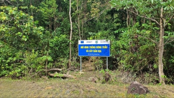 Cây trẩu mang lại sinh kế kép, hướng tới xuất khẩu bền vững