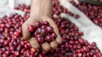 Giá cà phê hôm nay 5/11: Tiếp tục giảm nhẹ do nguồn cung tăng