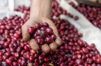 Giá cà phê hôm nay 5/11: Tiếp tục giảm nhẹ do nguồn cung tăng