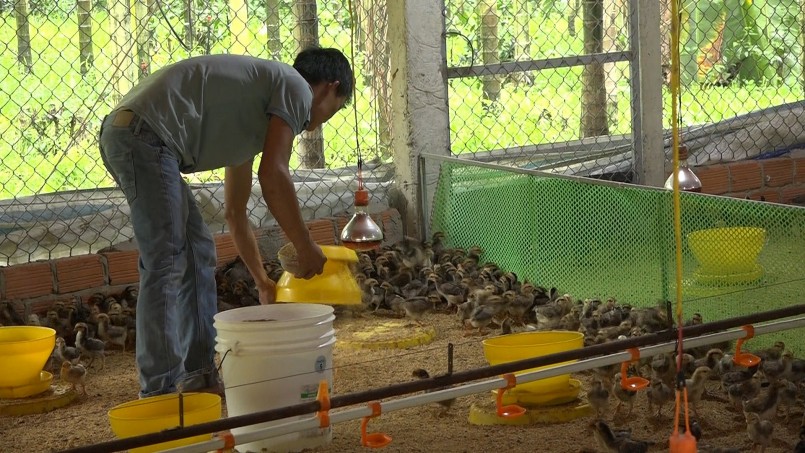 Một trang trại nuôi gà ở Đức Phú. Ảnh: VĂN PHIN Một trang trại nuôi gà ở Đức Phú. Ảnh: VĂN PHIN