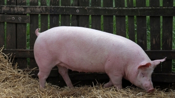 Thị trường heo hơi giảm mạnh, cao nhất ở mức 51.000 đồng/kg