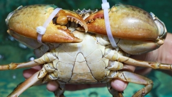 Thương hiệu cua Cà Mau bị lợi dụng tràn lan: Ngày hội Cua 2025 liệu có tạo ra "cú hích"?