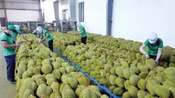 Cơ hội tỷ đô cho sầu riêng Việt: Hành động ngay để nắm bắt thành công