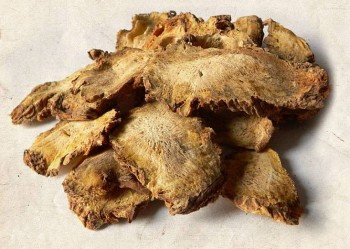 Độc hoạt – Vị thuốc quý giúp giảm đau xương khớp từ thiên nhiên