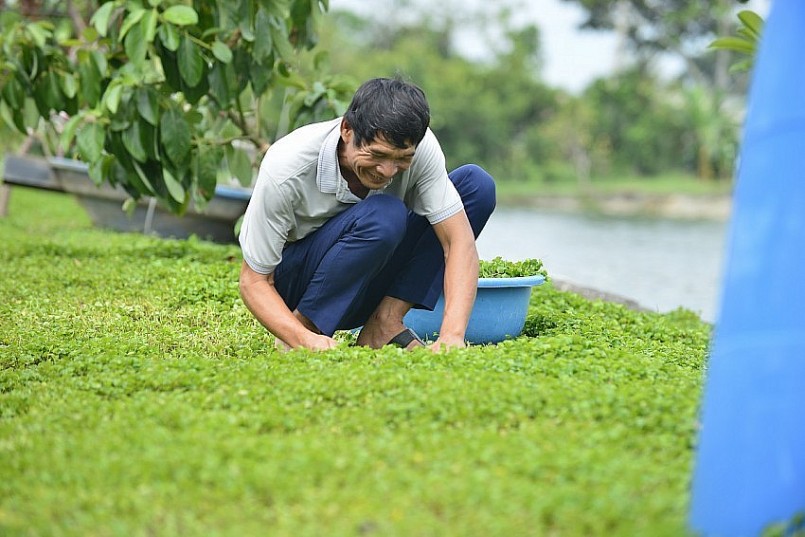 Hành trình rau má bản địa: Từ cây cứu đói đến OCOP bạc tỷ Hành trình rau má bản địa: Từ cây cứu đói đến OCOP bạc tỷ