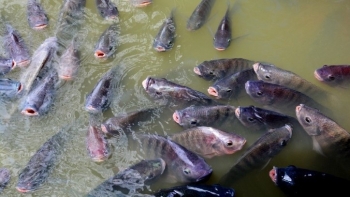 Việt Nam xuất khẩu lô hàng 700 tấn cá rô phi đầu tiên sang Brazil