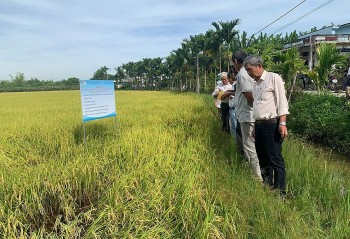 Nhân rộng mô hình lúa hữu cơ: Lợi nhuận tăng 30%, hướng tới sản xuất bền vững