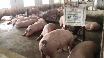 Thị trường heo hơi tiếp tục giảm, giá thấp nhất 47.000 đồng/kg