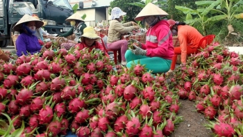 Nhiều tài xế container tố bị “bẫy” khi chở thanh long sang cửa khẩu